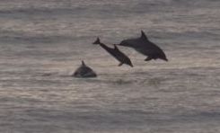 Dolphins
